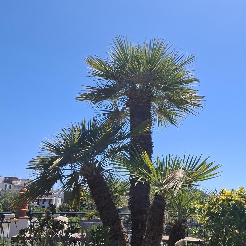 Hotel Villa Verde Forio (Isola d'Ischia) Exterior foto